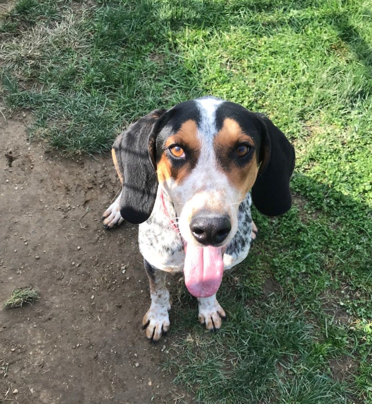 Fraley, an American English Coonhound tested with EmbarkVet.com