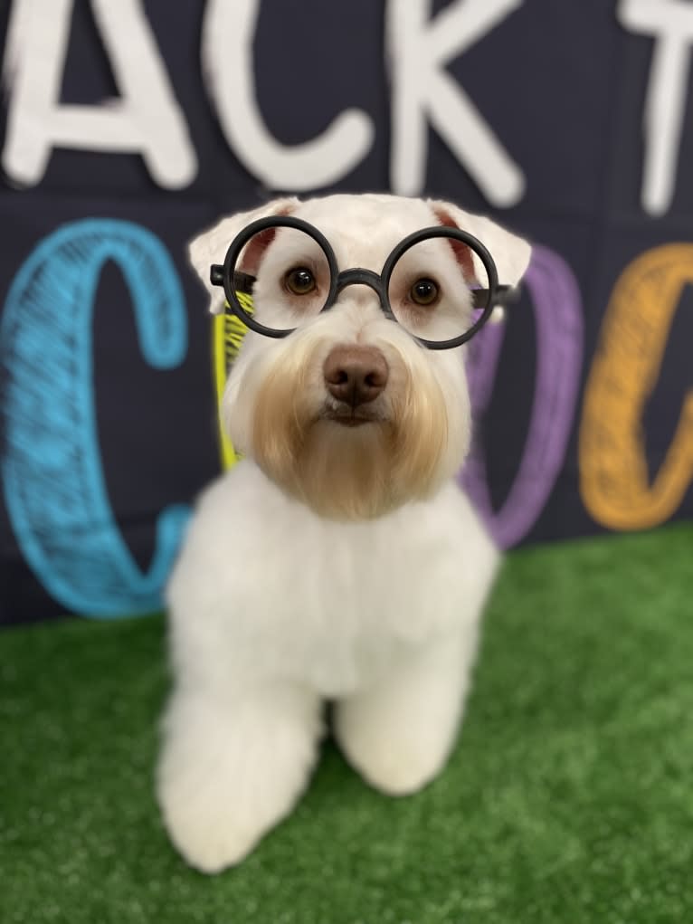 Watson, a Miniature Schnauzer tested with EmbarkVet.com