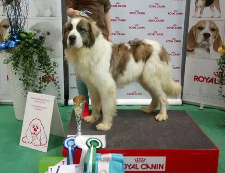 Leevi, a Pyrenean Mastiff tested with EmbarkVet.com