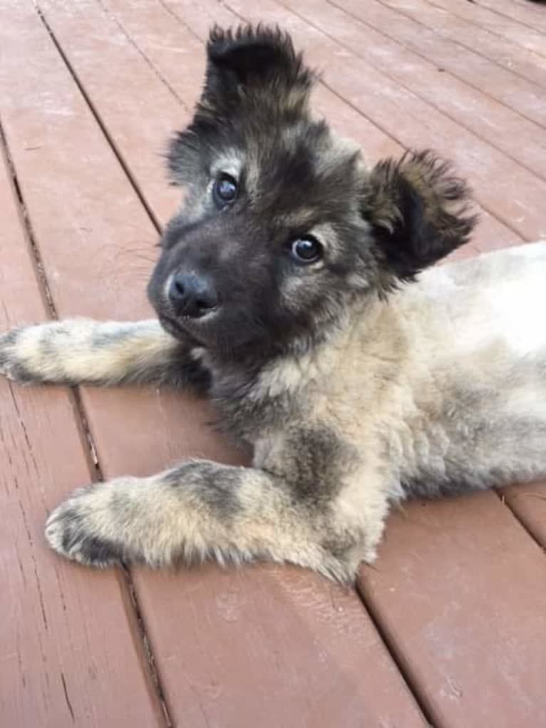 Oakley, an Alaskan Malamute and German Shepherd Dog mix tested with EmbarkVet.com