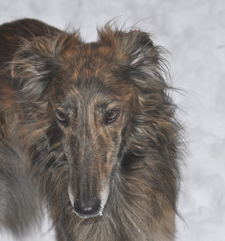 Jumpystumpy, a Silken Windhound tested with EmbarkVet.com