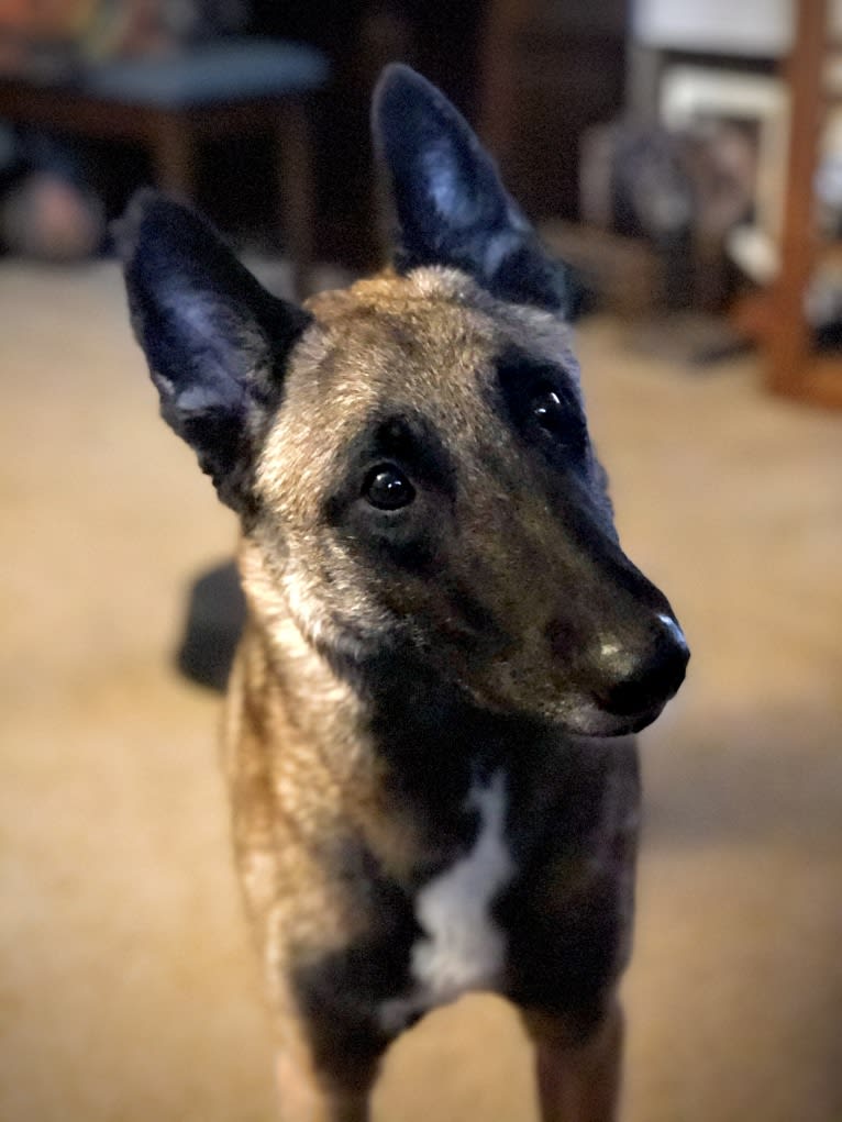 Trinity, a Belgian Shepherd tested with EmbarkVet.com