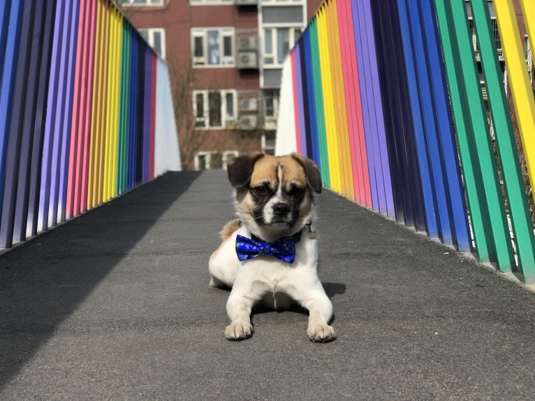 Bruno, an East Asian Village Dog and Pekingese mix tested with EmbarkVet.com