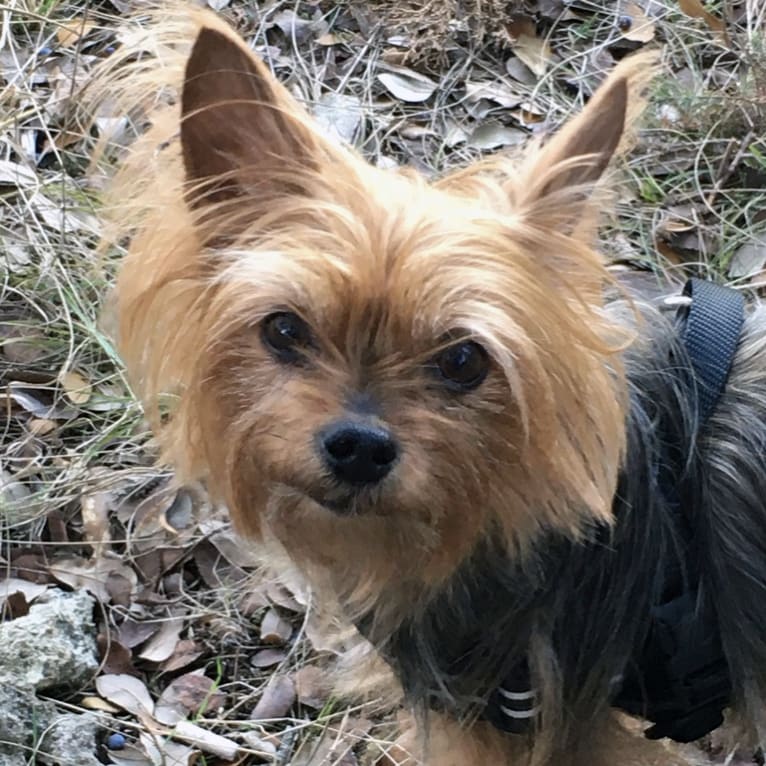 Razzee, a Yorkshire Terrier tested with EmbarkVet.com