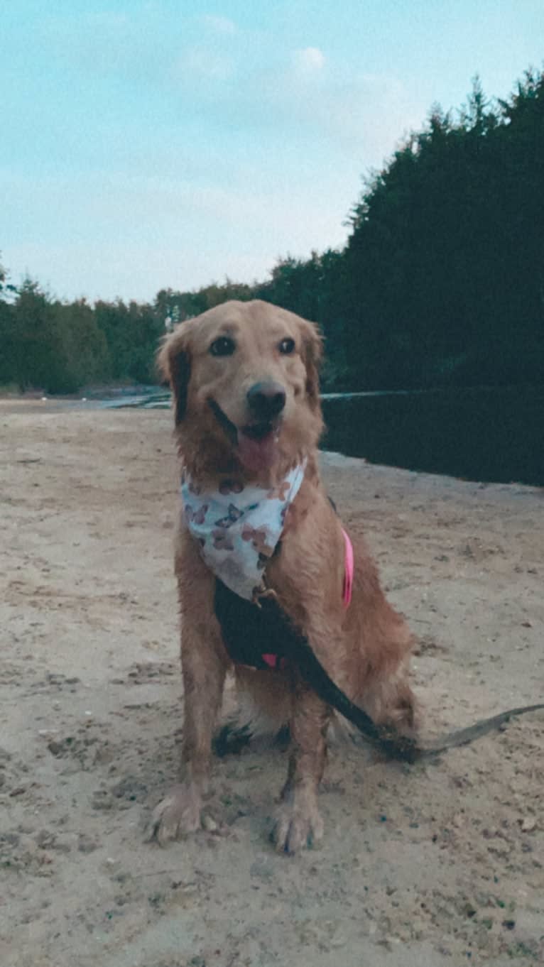 Marley, a Golden Retriever tested with EmbarkVet.com