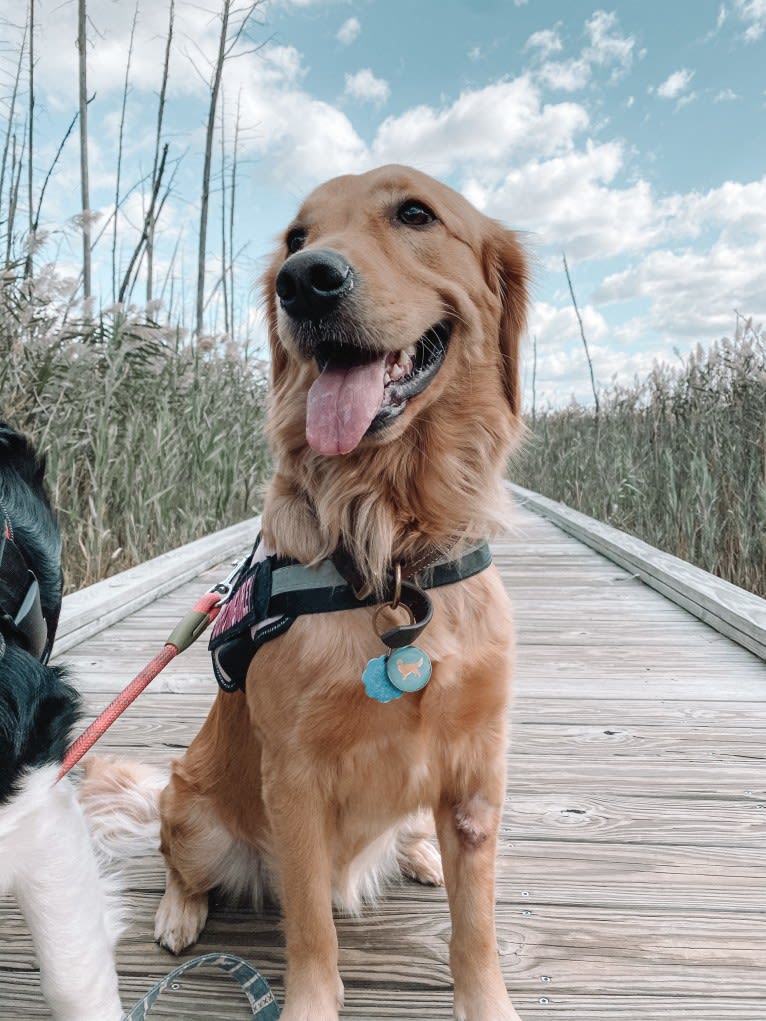 Marley, a Golden Retriever tested with EmbarkVet.com