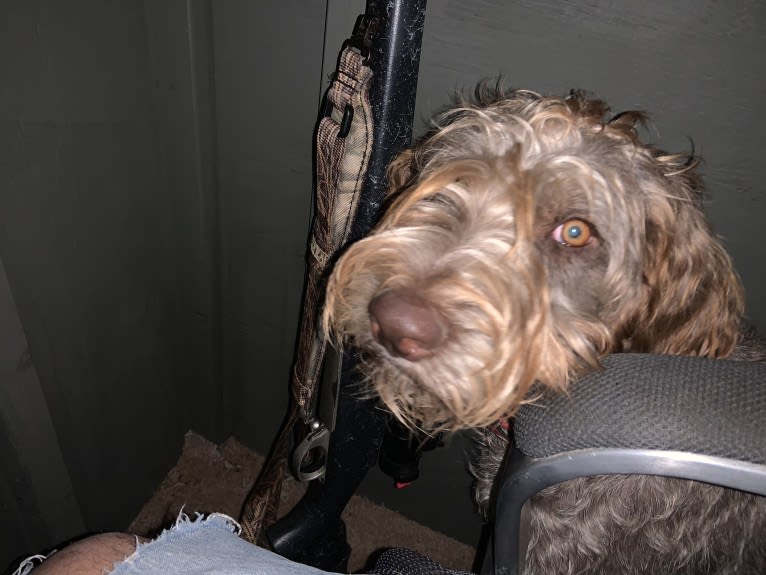 ARYA, a German Wirehaired Pointer tested with EmbarkVet.com