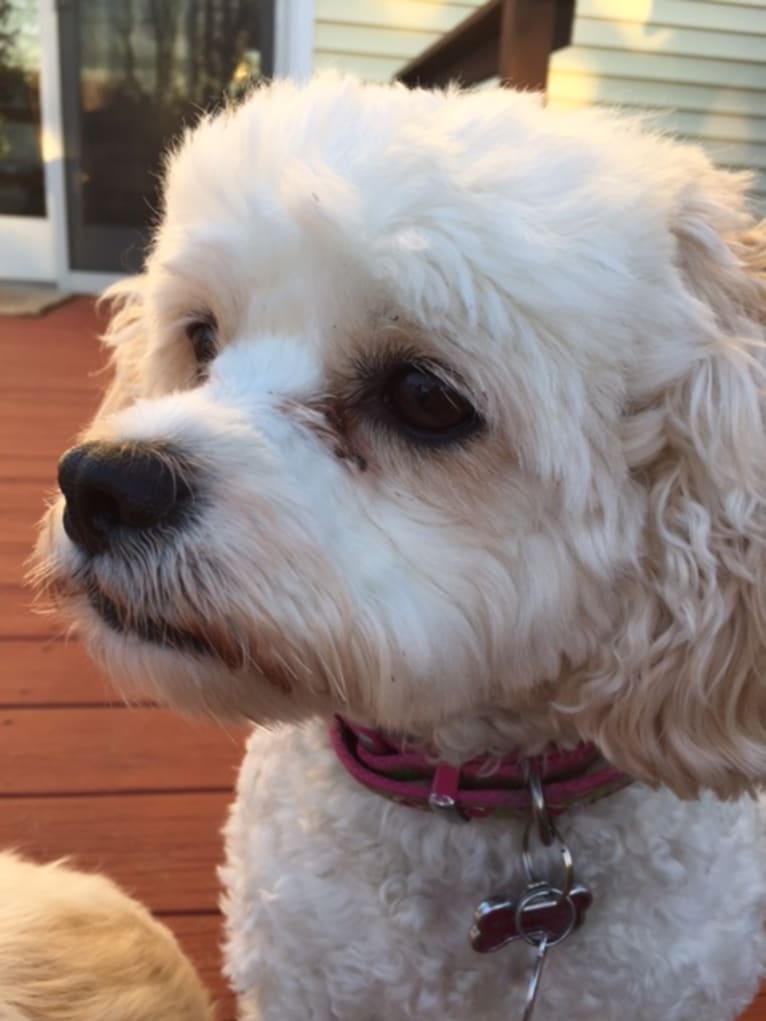 Molly, a Cavachon tested with EmbarkVet.com