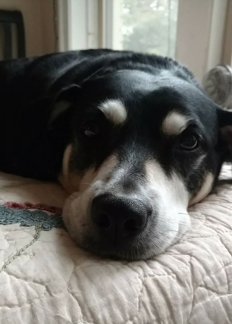 Lady, a Chow Chow and Labrador Retriever mix tested with EmbarkVet.com