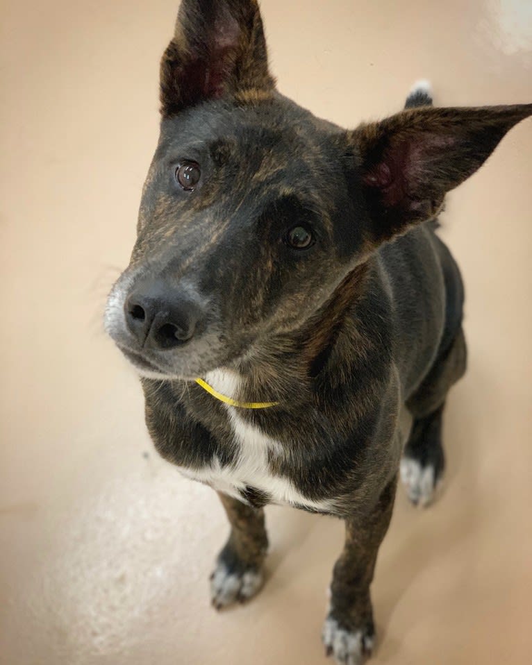 Lars, a German Shepherd Dog and Collie mix tested with EmbarkVet.com