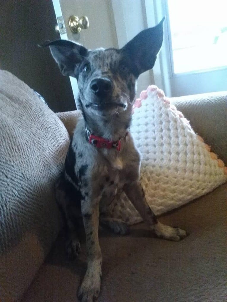 Josey, a Border Collie and Miniature/MAS-type Australian Shepherd mix tested with EmbarkVet.com