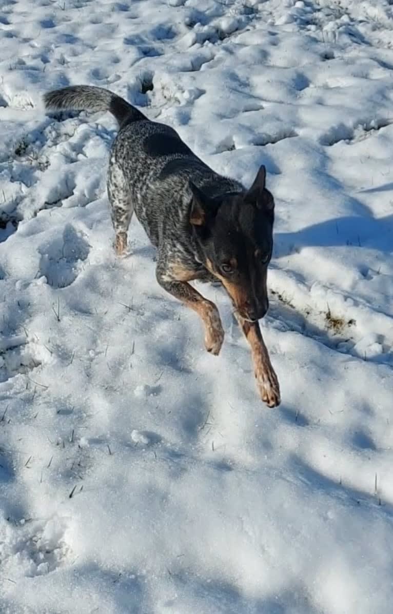 Whoppers, an Australian Cattle Dog tested with EmbarkVet.com