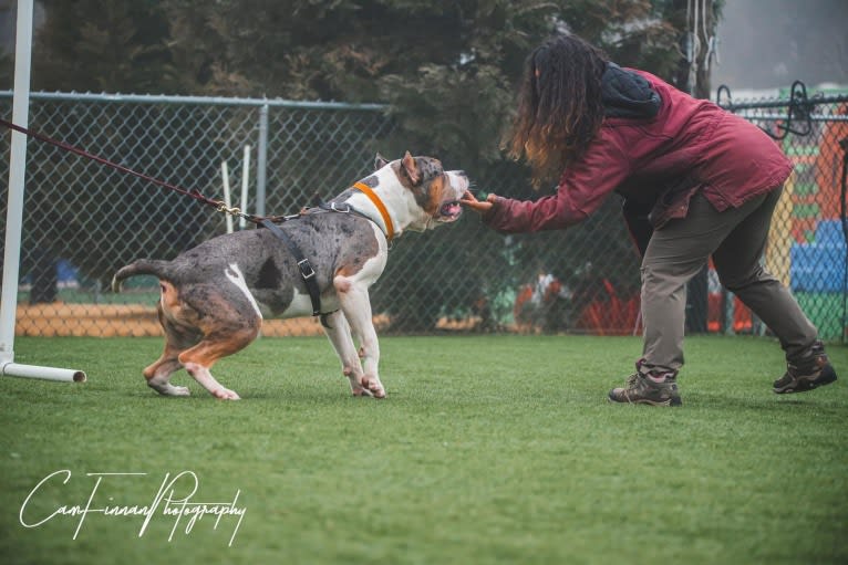 Koda, an American Bully tested with EmbarkVet.com