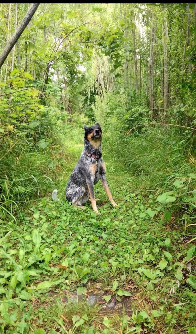 Whoppers, an Australian Cattle Dog tested with EmbarkVet.com