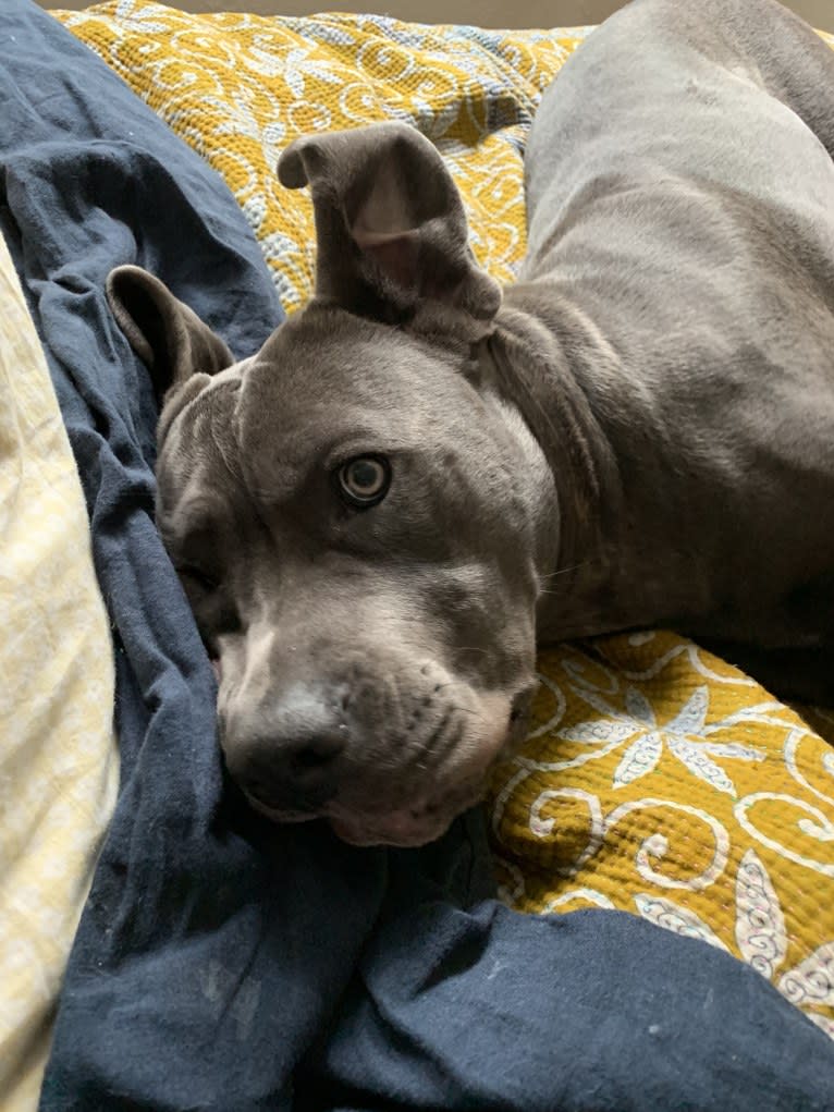 Hana, a Cane Corso tested with EmbarkVet.com