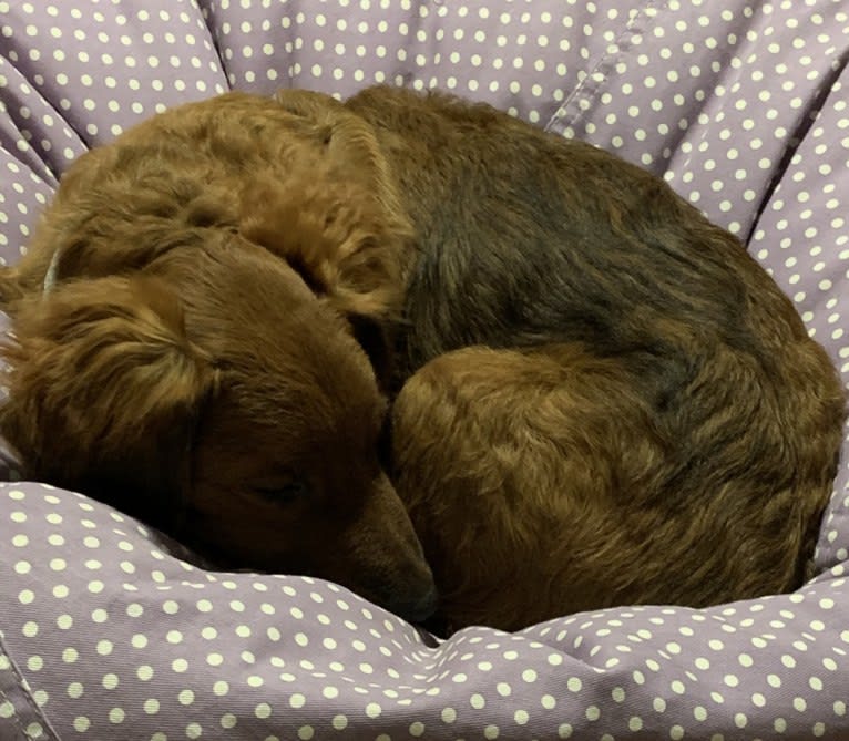 Milkyway Grizzly Adams, a Poodle (Standard) and Australian Cattle Dog mix tested with EmbarkVet.com