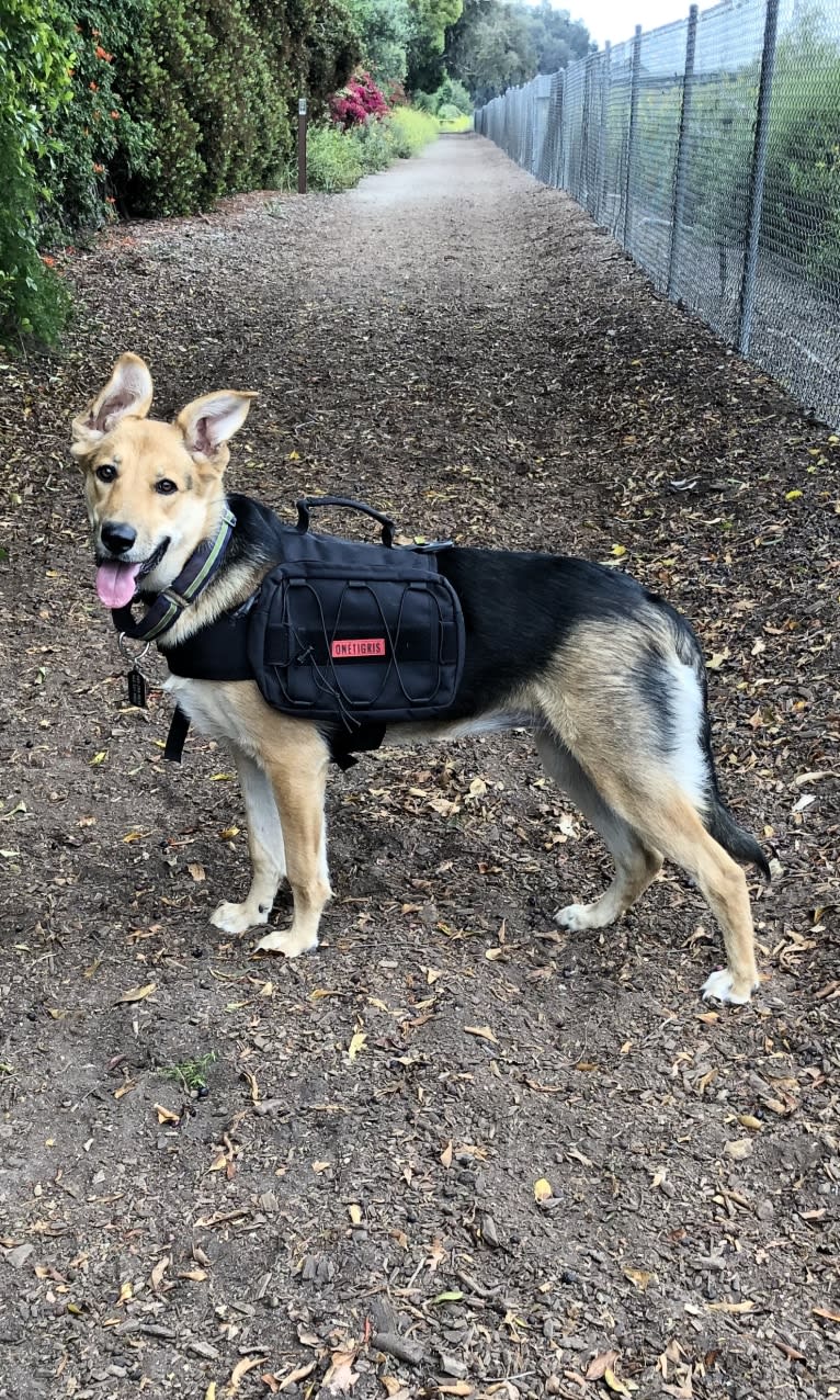 Shainee, a German Shepherd Dog and Australian Cattle Dog mix tested with EmbarkVet.com