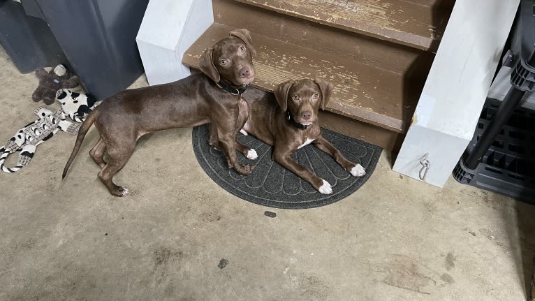 Utah, an American Pit Bull Terrier and Boykin Spaniel mix tested with EmbarkVet.com