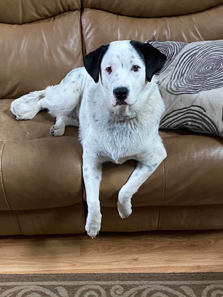 RIVER, a Great Pyrenees and Boxer mix tested with EmbarkVet.com