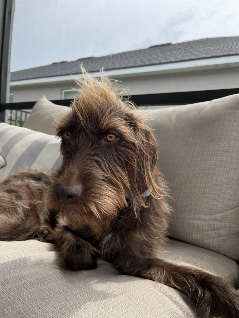 Hattie, a Pudelpointer tested with EmbarkVet.com