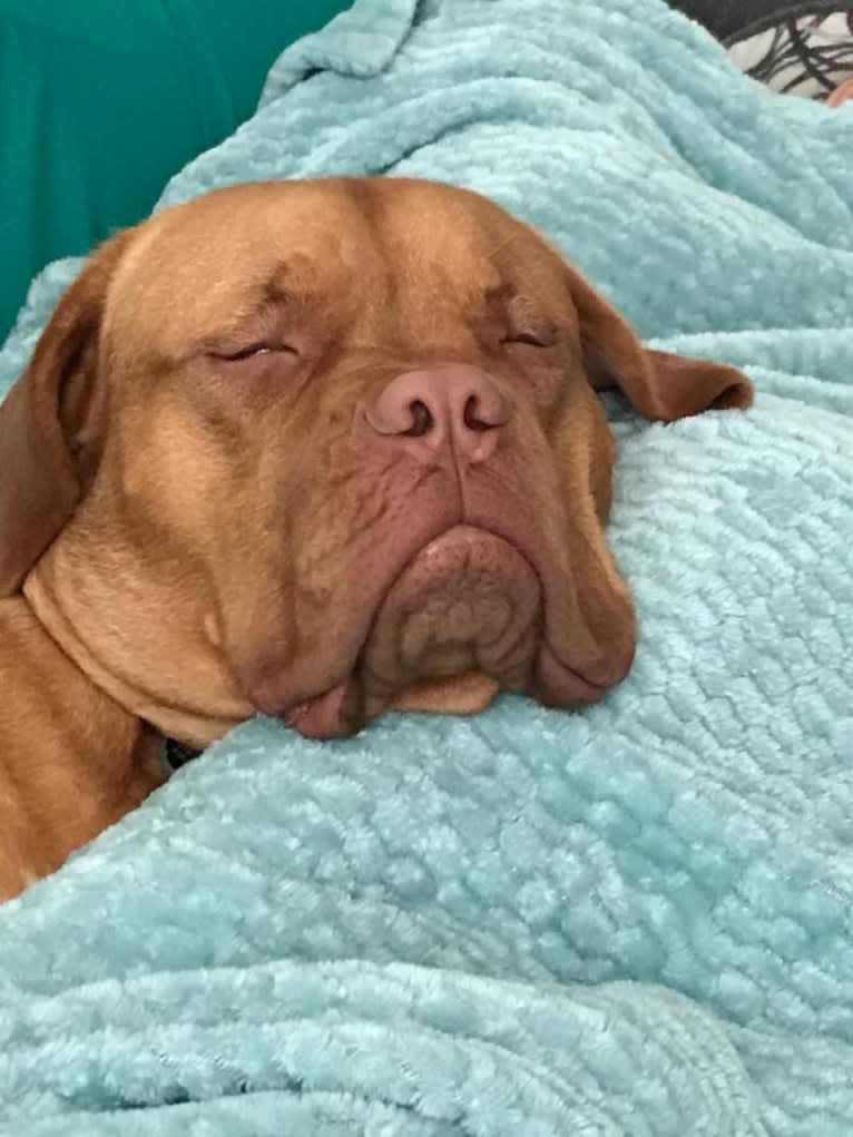 Pika, a Dogue de Bordeaux tested with EmbarkVet.com