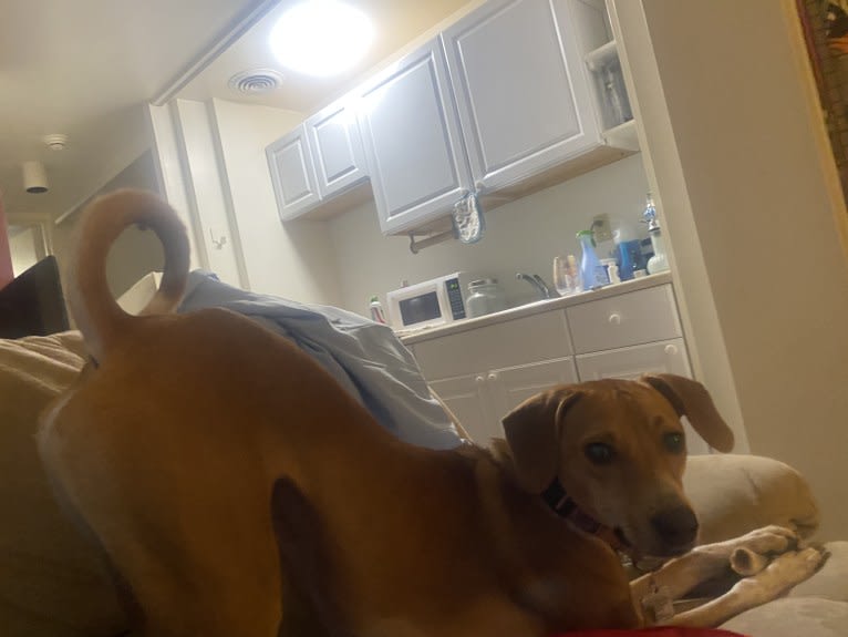 Rook Williams, a Basenji and American English Coonhound mix tested with EmbarkVet.com