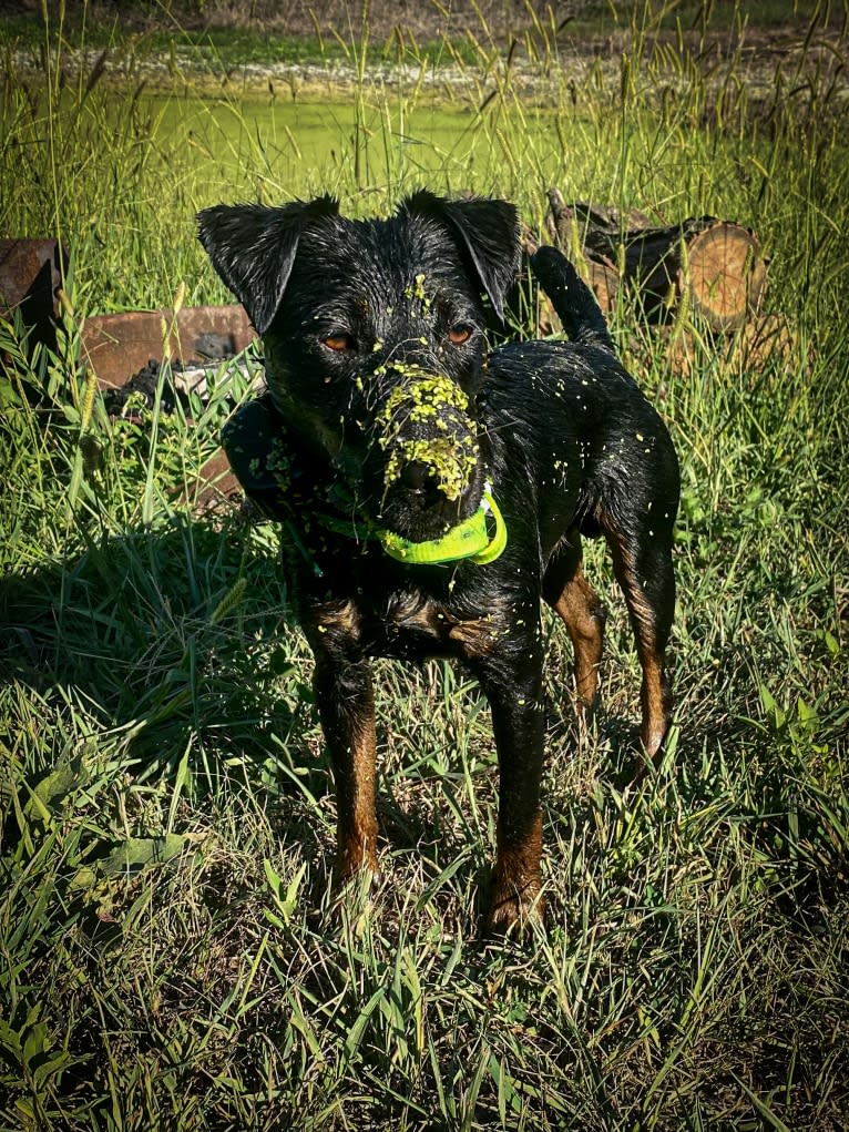 Jude, a Jagdterrier tested with EmbarkVet.com