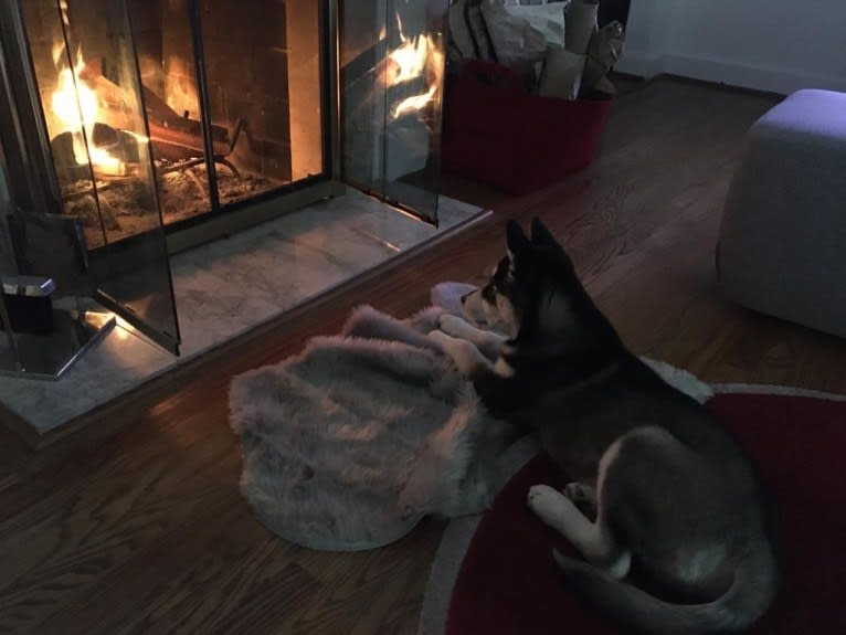 Rocket, a Siberian Husky and Alaskan Malamute mix tested with EmbarkVet.com