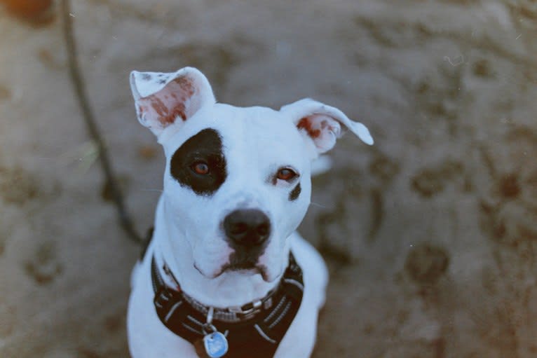 Oswald, an American Pit Bull Terrier and American Bulldog mix tested with EmbarkVet.com