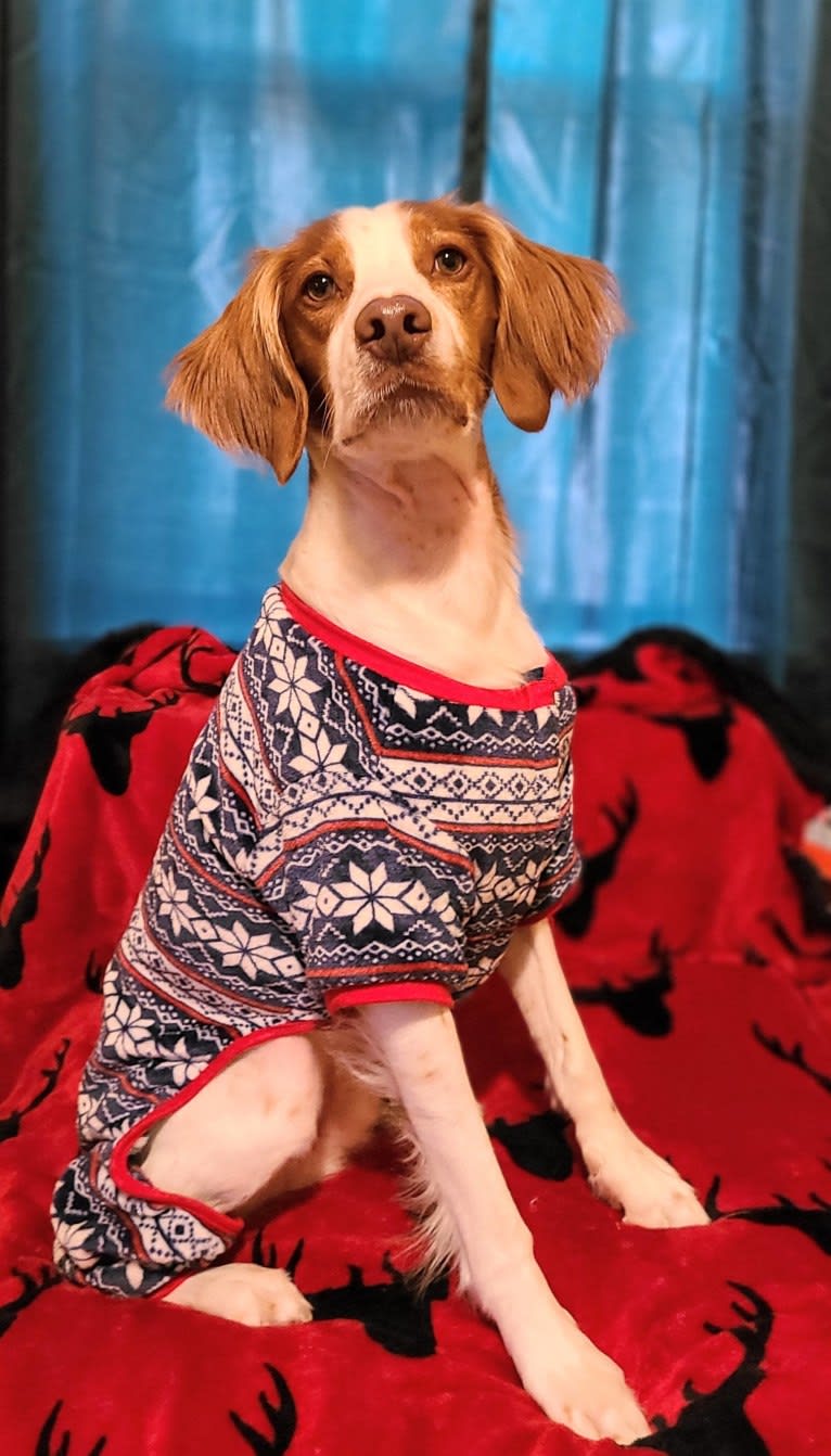 Oliver, a Brittany tested with EmbarkVet.com