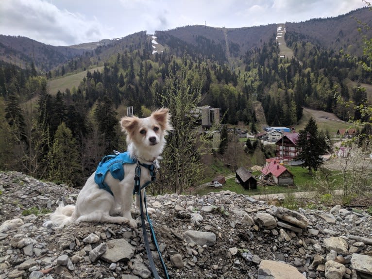 Lizzy (Eliza/Elizabeth), an Eastern European Village Dog and Pekingese mix tested with EmbarkVet.com