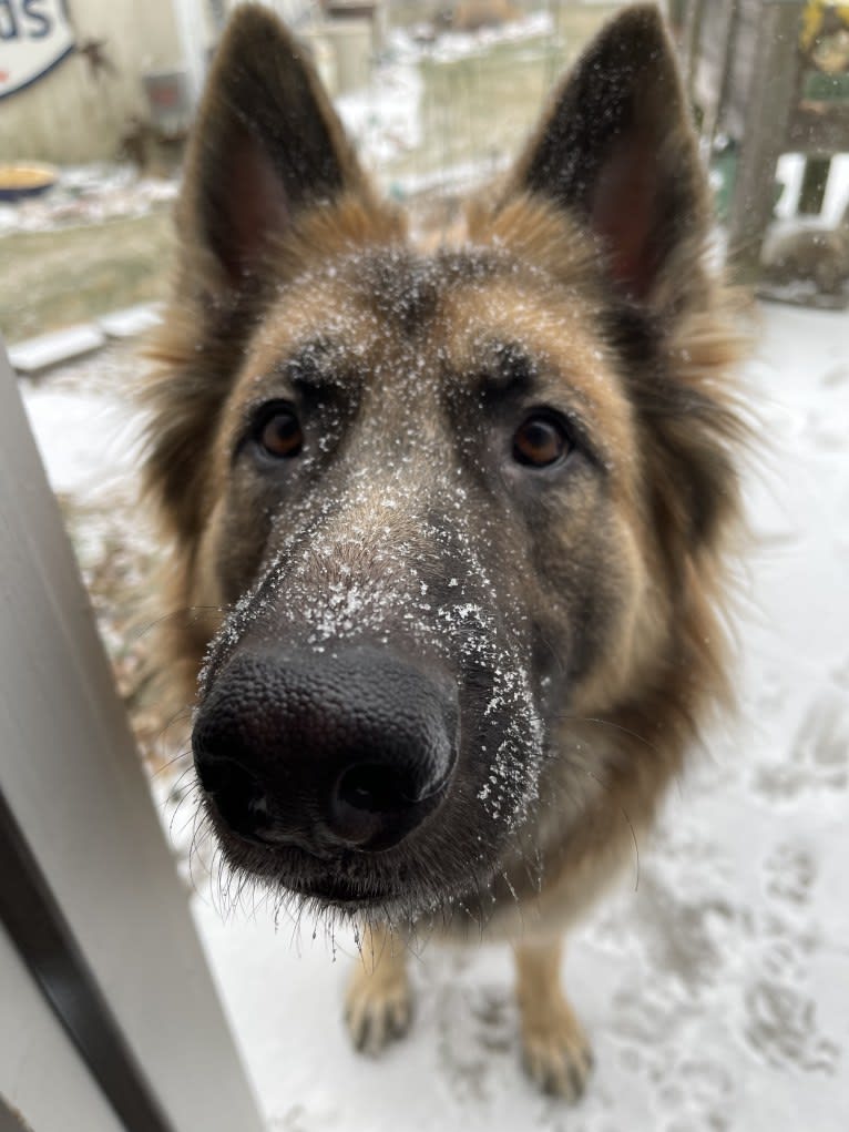 Rhett, a German Shepherd Dog tested with EmbarkVet.com