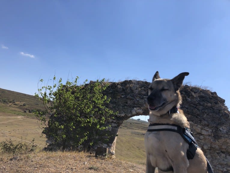 Iepurila, an Eastern European Village Dog and Siberian Husky mix tested with EmbarkVet.com