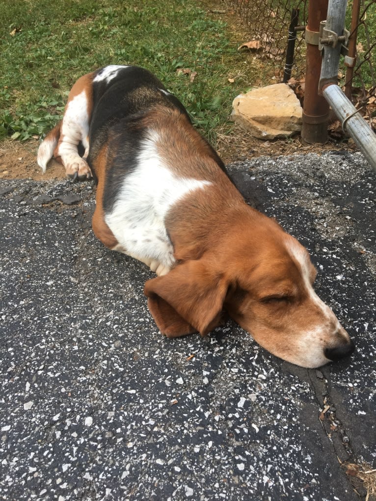 Butler, a Basset Hound tested with EmbarkVet.com