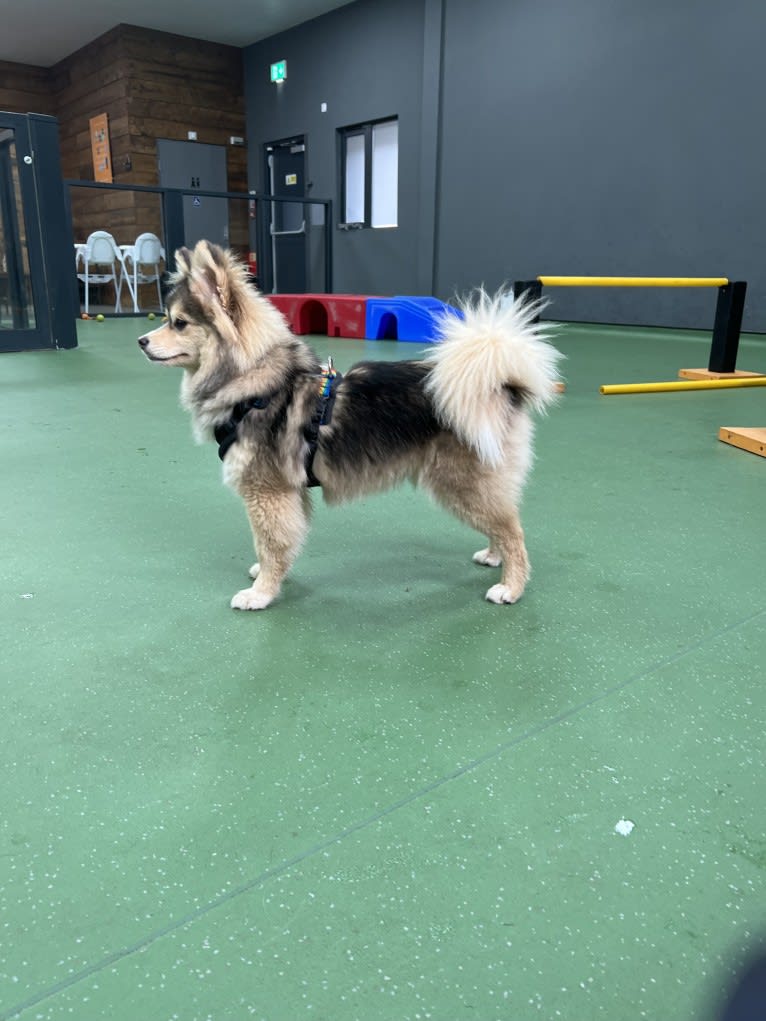 Satine, a Pomsky tested with EmbarkVet.com