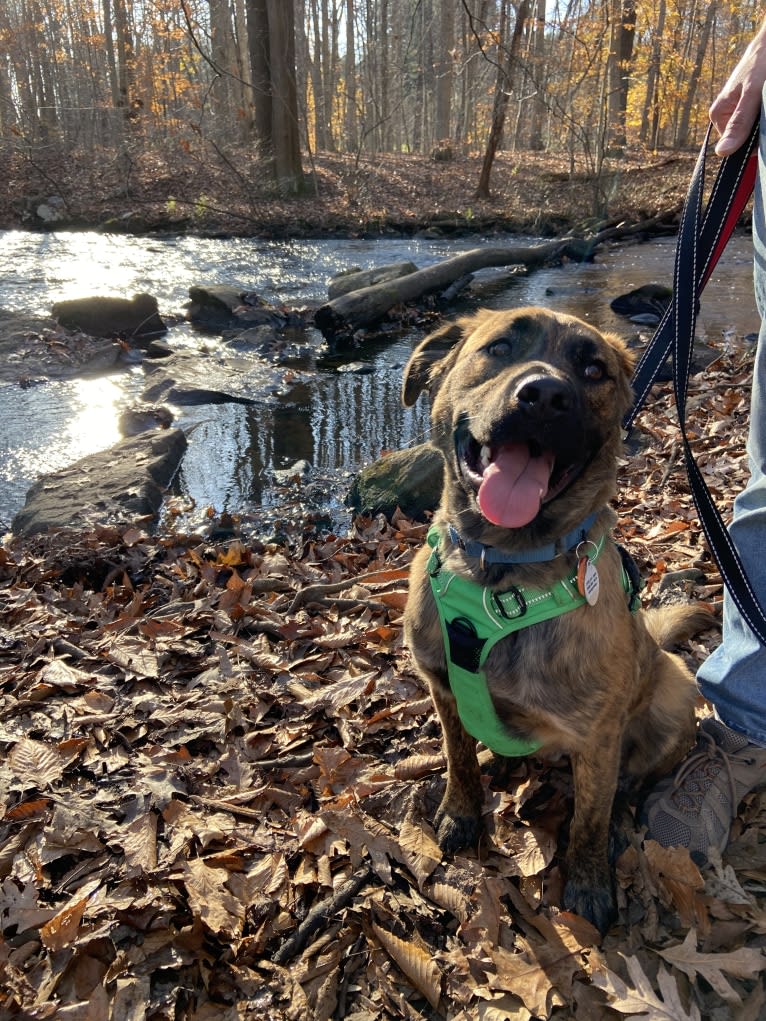 Rufus, an American Pit Bull Terrier and Rottweiler mix tested with EmbarkVet.com