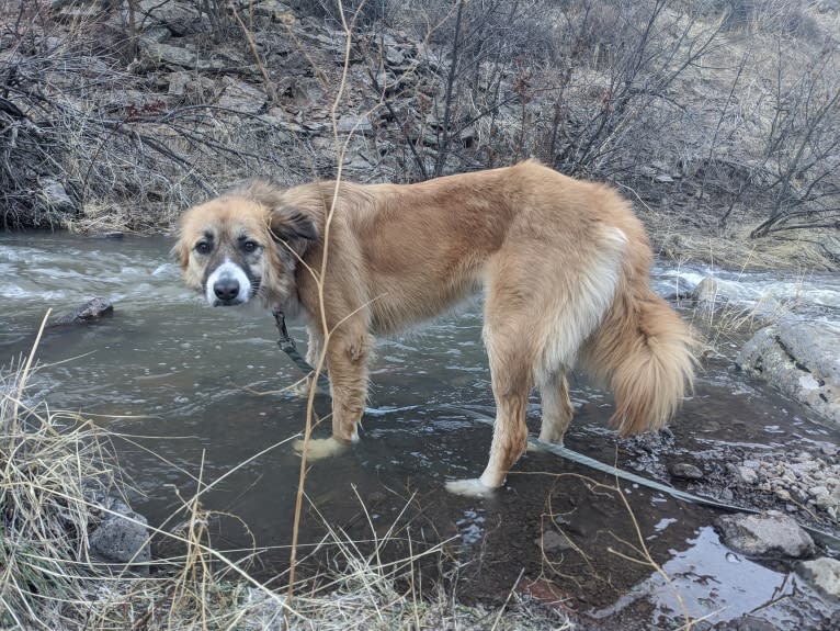 Meiko, an Arabian Village Dog tested with EmbarkVet.com