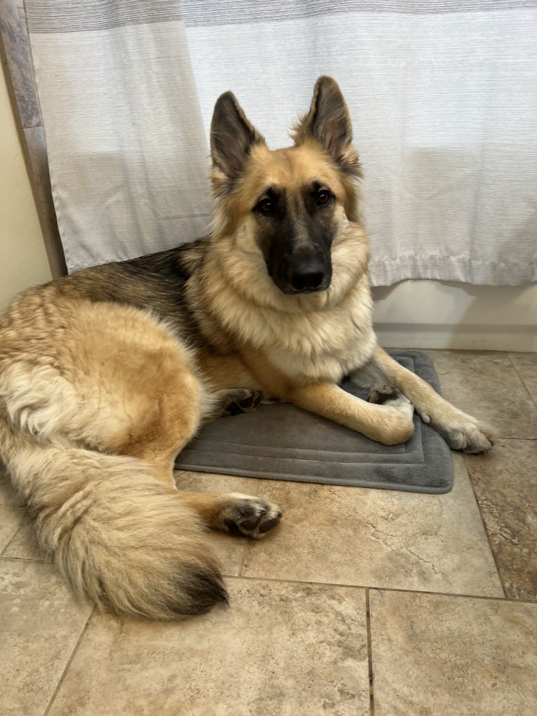 Mila, a White Shepherd tested with EmbarkVet.com