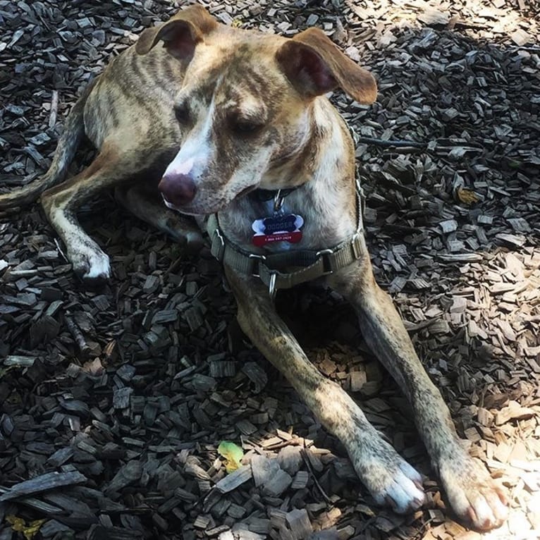 Dodger, a Mountain Cur tested with EmbarkVet.com