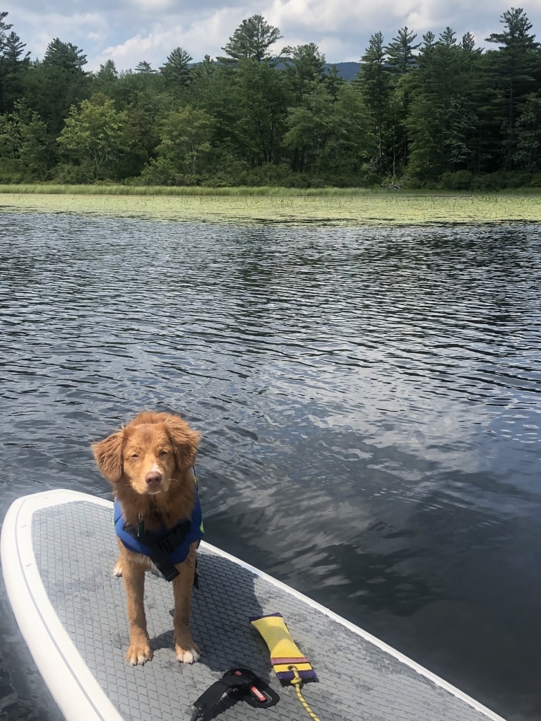 Henry, a Nova Scotia Duck Tolling Retriever tested with EmbarkVet.com