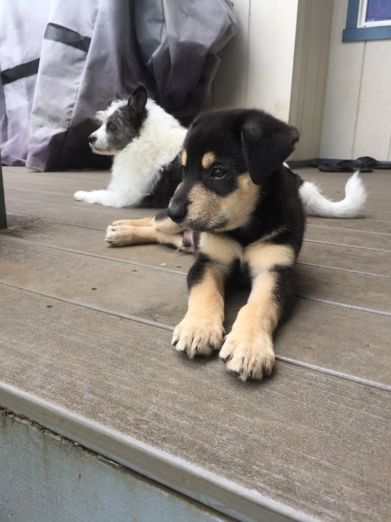 Teddy, a German Shepherd Dog and Chihuahua mix tested with EmbarkVet.com