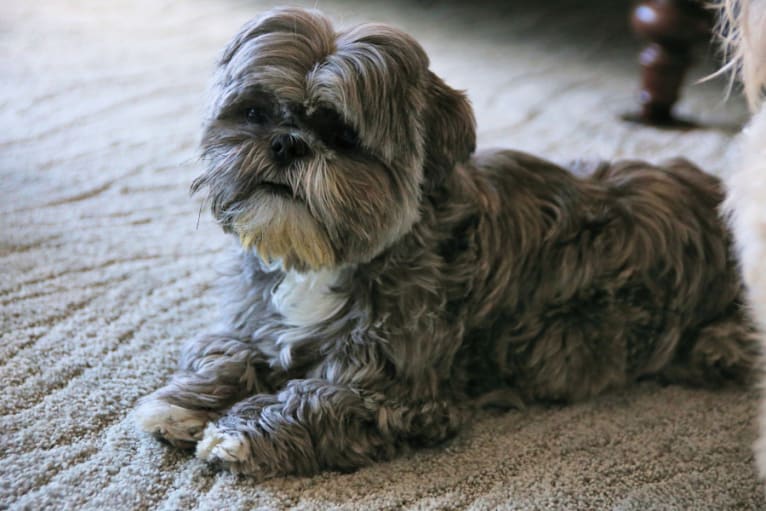 Missy, a Shih Tzu and Lhasa Apso mix tested with EmbarkVet.com