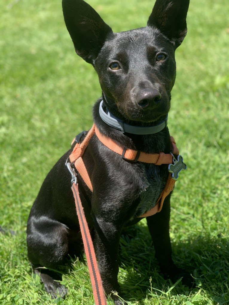 Westin, an Australian Cattle Dog and American Pit Bull Terrier mix tested with EmbarkVet.com