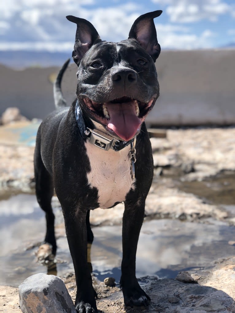 Mickey, an American Bully tested with EmbarkVet.com