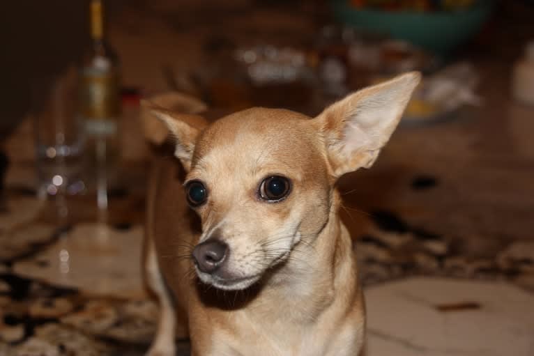 Ivy, a Chihuahua and Russell-type Terrier mix tested with EmbarkVet.com