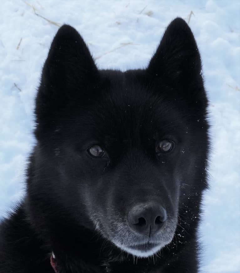 Violet, a Siberian Husky tested with EmbarkVet.com