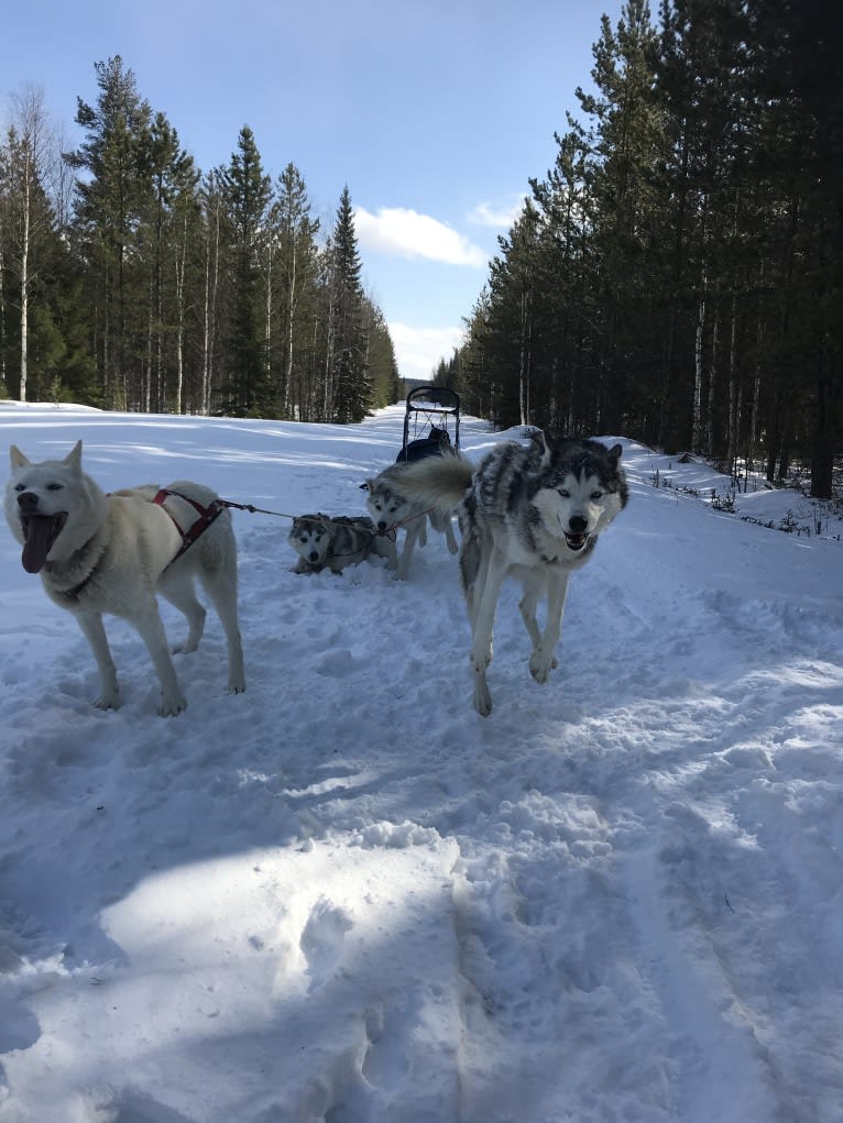 Pamuk av Vargevass, a Siberian Husky tested with EmbarkVet.com