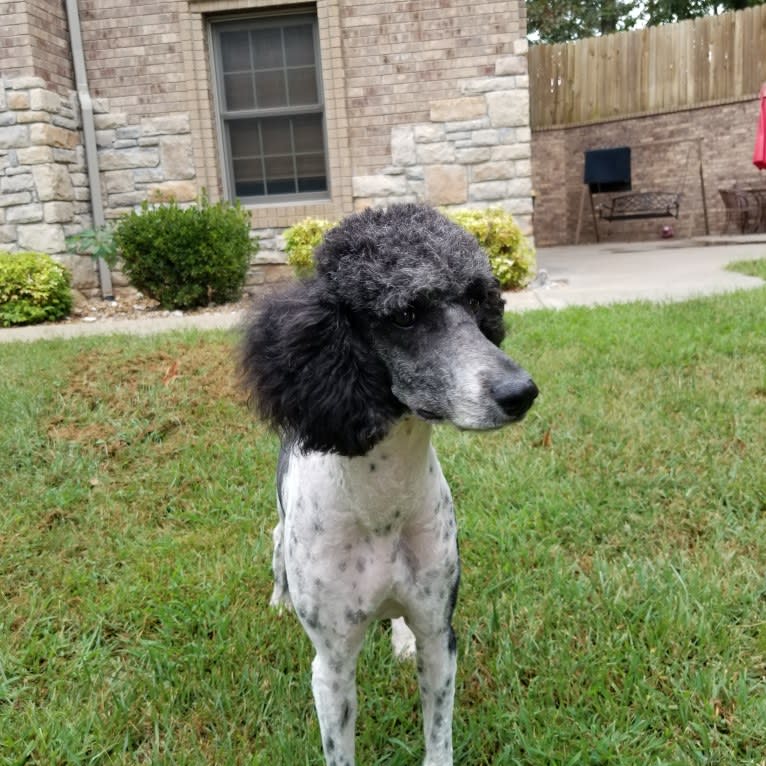 Chyna, a Poodle (Standard) tested with EmbarkVet.com