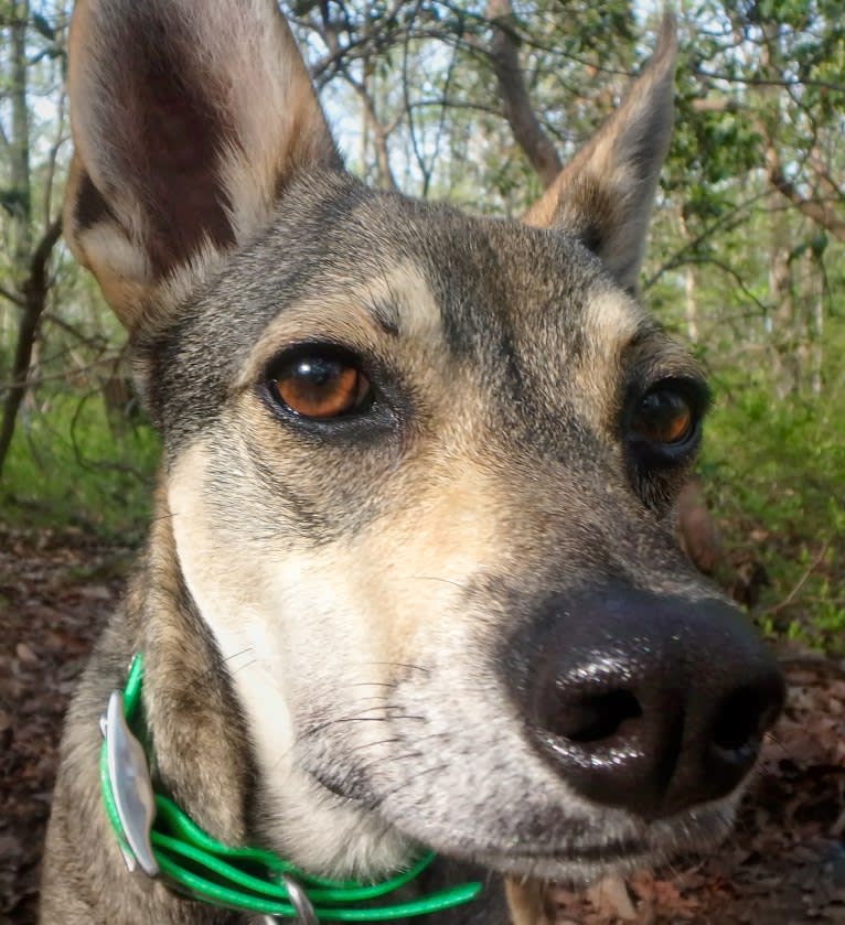 Sojourner, a Chihuahua and German Shepherd Dog mix tested with EmbarkVet.com