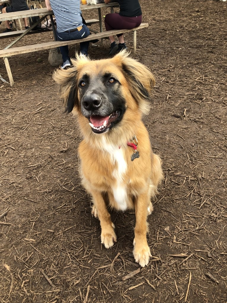 Bodhi, a German Shepherd Dog and Boxer mix tested with EmbarkVet.com